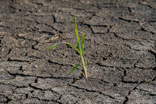 干旱开裂的无生命土壤上的孤独的绿芽. — 图库照片