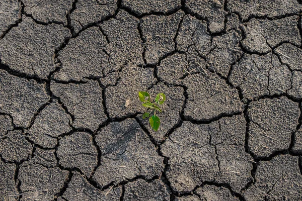 Lonely green sprout on lifeless soil cracked by drought. — Stock Photo, Image