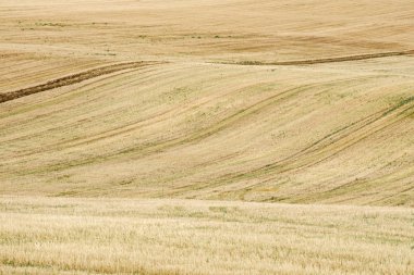 Dalgalı alan manzarası. Biçilmiş buğday dan sonra sarı toprak.