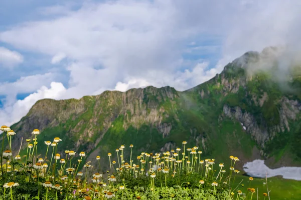 La camomille fleurit haut dans les montagnes. Chaîne de montagnes et nuages flottants. La fragilité du Caucase . — Photo
