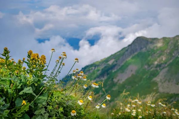Kwiaty rumianku wysoko w górach. Pasmo górskie i pływające chmury. Krucha natura Kaukazu. — Zdjęcie stockowe