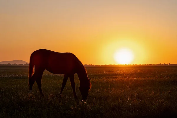 En hästskrud i ett fält vid solnedgången. — Stockfoto