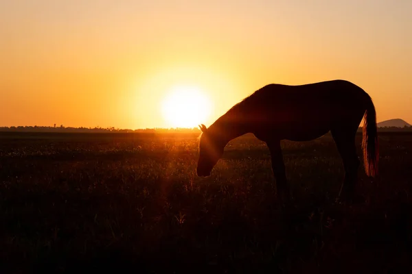 En hästskrud i ett fält vid solnedgången. — Stockfoto