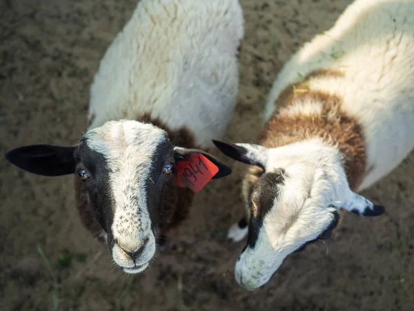 Two sheep looking upwards. — Stock Photo, Image