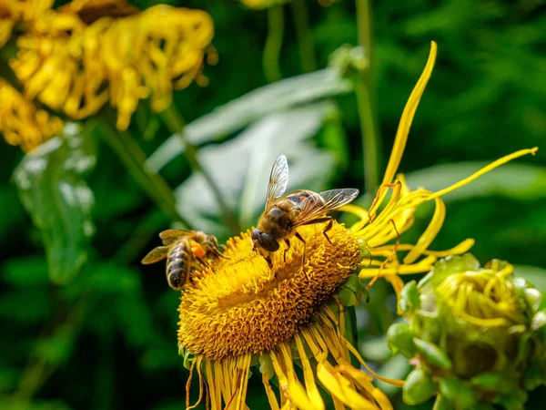 Borboleta em uma flor amarela — Fotografia de Stock