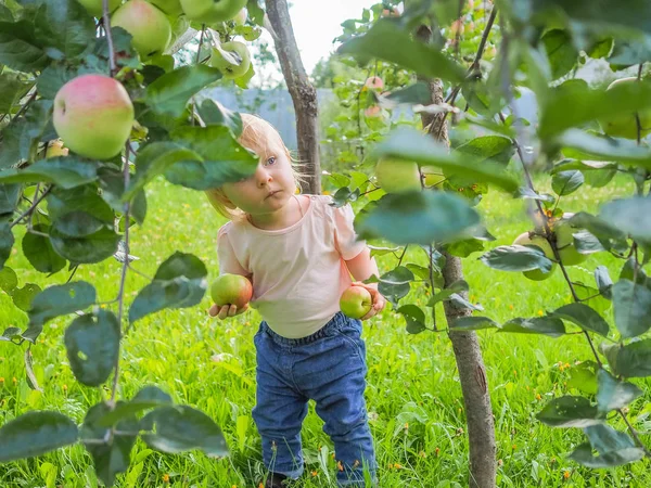 Menina bonito recolhe e come maçãs de uma árvore de maçã em um fundo de grama verde em um dia ensolarado . — Fotografia de Stock