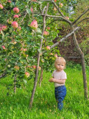 Sevimli küçük kız toplar ve güneşli bir günde yeşil çim bir arka plan üzerinde bir elma ağacından elma yiyor.