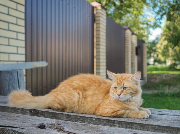 Un chat rouge vif moelleux se trouve sur de vieilles planches rugueuses à l'extérieur à l'ombre d'une journée d'été ensoleillée . — Photo