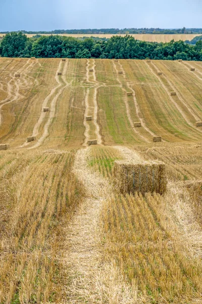 Tarlada buğday hasadı yaptıktan sonra dikdörtgen saman briketleri. Alandaki çizgiler mesafeye kadar uzanıyor. — Stok fotoğraf