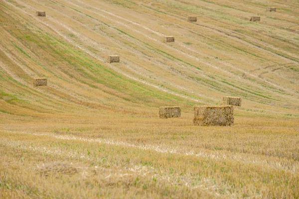 Briquetas rectangulares de paja después de cosechar trigo en el campo. Líneas en el campo que se extienden en la distancia . — Foto de Stock