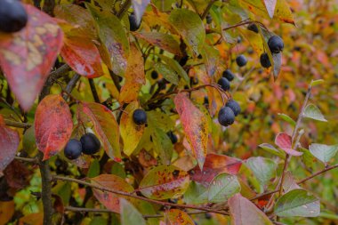 Kırmızı, sarı ve yeşil yapraklarla çevrili dallarda siyah meyveler. Solan sonbahar doğası.