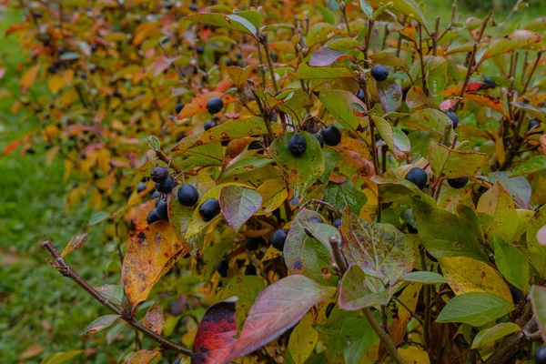 Kırmızı, sarı ve yeşil yapraklarla çevrili dallarda siyah meyveler. Solan sonbahar doğası. — Stok fotoğraf