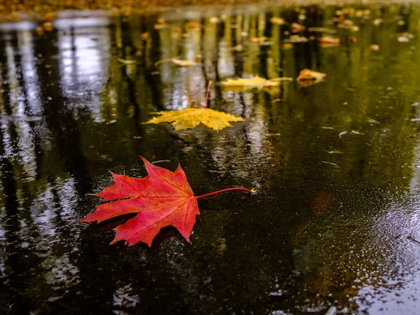Multi-colored fallen maple leaves lie on the wet asphalt in a puddle. Autumn rainy weather on a city street.