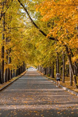 Güneşli bir sonbahar gününde şehir parkında bir sokak. Bir adam ara sokakta koşuyor. Renkli yapraklardan bir halı..