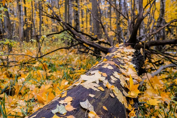 Árvore morta caída na floresta e folhas molhadas de outono aderiram ao seu tronco. Tentáculos minosos das raízes . — Fotografia de Stock