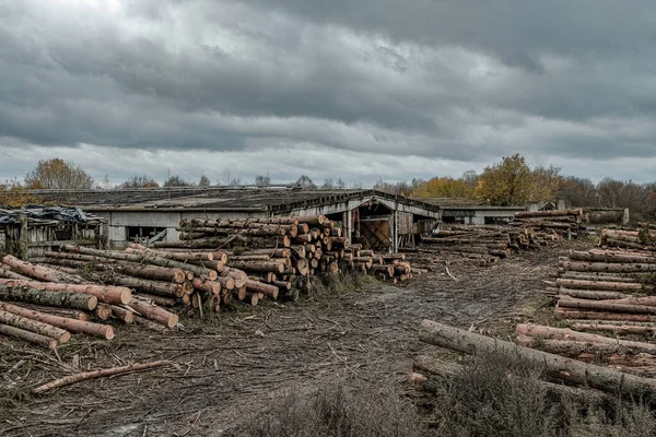 Muchos troncos de madera blanda yacen a lo largo del camino en barro y charcos en una tarde nublada de otoño en un viejo aserradero abandonado . — Foto de Stock