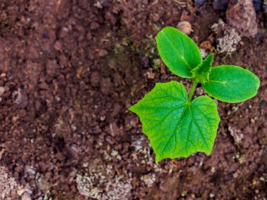 Düz yatıyordu. Bir salatalığın ilk yeşil yaprakları nemli toprakta filizlenir. Ev bahçesinde organik sebze yetiştirmek. Boşluğu kopyala.