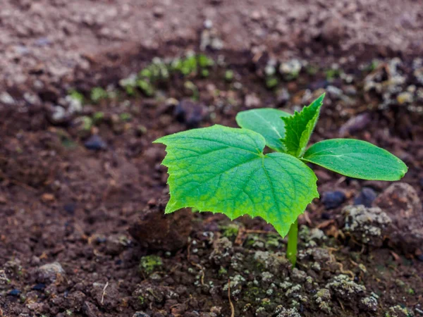 平躺在床上黄瓜的第一片绿叶在潮湿的土壤中发芽 在自家花园种植有机蔬菜 复制空间 — 图库照片