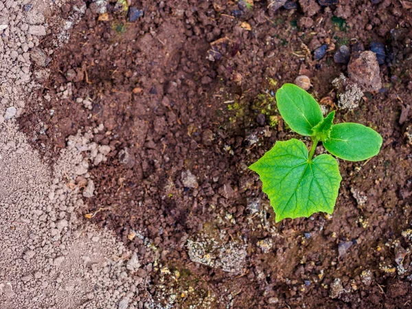 平躺在床上黄瓜的第一片绿叶在潮湿的土壤中发芽 在自家花园种植有机蔬菜 复制空间 — 图库照片