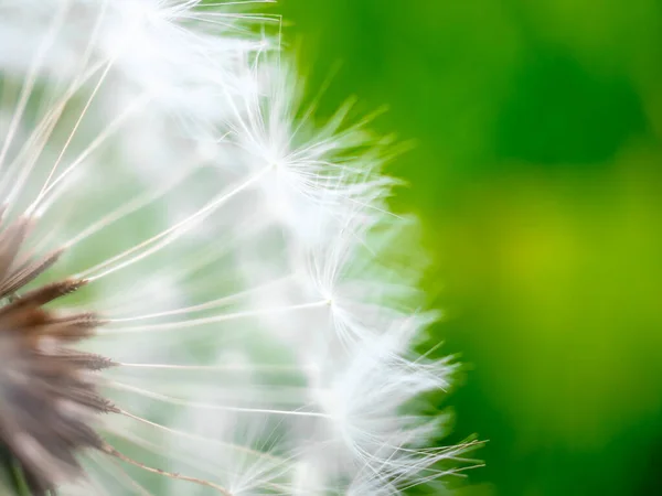 Concentration sélective sur les graines fragiles de pissenlit blanc pelucheux. Le rêve. Légèreté . — Photo