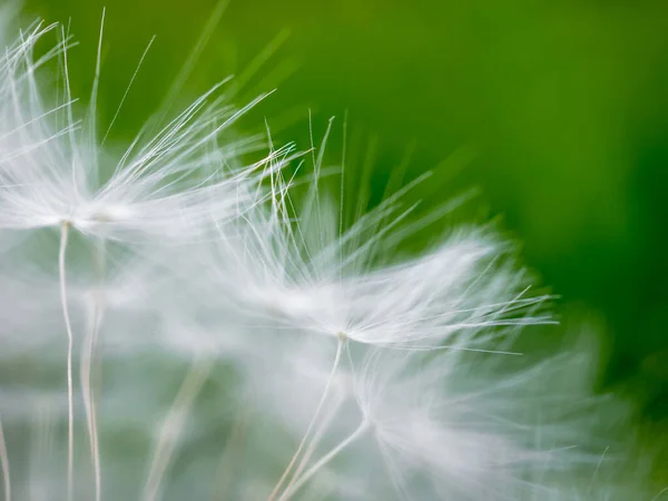 Enfoque selectivo en frágiles semillas de diente de león blanco esponjoso. Soñador. Ligereza . — Foto de Stock