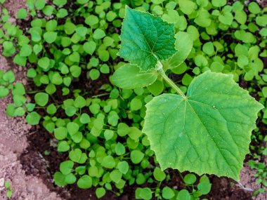 Düz yatıyordu. Bir salatalığın ilk yeşil yaprakları nemli toprakta filizlenir. Ev bahçesinde organik sebze yetiştirmek. Boşluğu kopyala.