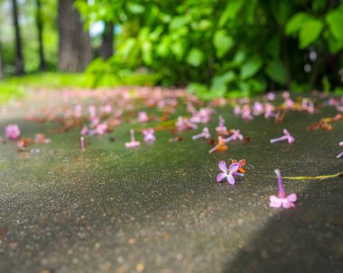 Güneşli bir günde nemli asfaltta yağan narin leylak çiçeklerine dikkatle odaklan. Şehirde çiçek açan leylakların sonu..
