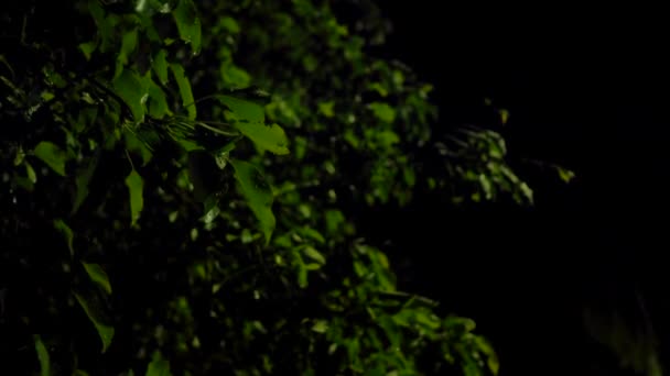 Επιλεκτική Εστίαση Στα Φύλλα Των Δέντρων Μια Καλοκαιρινή Νύχτα Κατά — Αρχείο Βίντεο