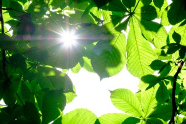 Kestanenin yeşil yapraklarına odaklan ve doğal bir çerçeve oluştur. Yaprakların arkasındaki güneşi vurgulamak onları şeffaflaştırır. Güneş ışınları yapraklarla parlıyor..