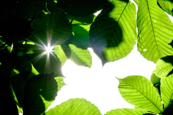 Selective Focus Green Leaves Chestnut Forming Natural Framing Highlighting Sun — Stock Photo, Image