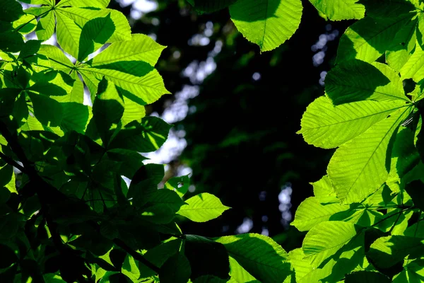 Selective Focus Green Leaves Chestnut Forming Natural Framing Highlighting Sun — Stock Photo, Image