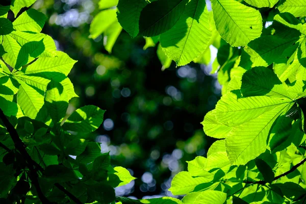 Selective Focus Green Leaves Chestnut Forming Natural Framing Highlighting Sun — Stock Photo, Image