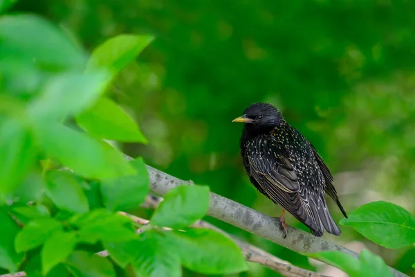 Starling Comune Ramo Giorno Estate Sfondo Verde Fortemente Sfocato Bella — Foto Stock