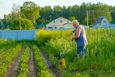 Şapkalı yaşlı bir adam patatesin üstüne böcek ilacı sıkar.. 