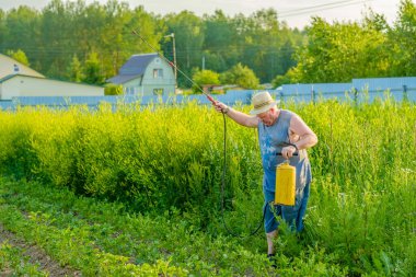 Şapkalı yaşlı bir adam patatesin üstüne böcek ilacı sıkar.. 