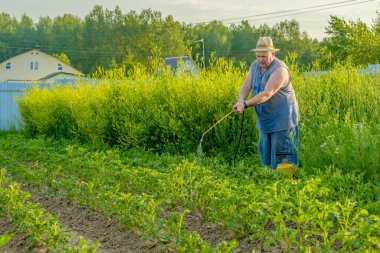 Şapkalı yaşlı bir adam patatesin üstüne böcek ilacı sıkar.. 