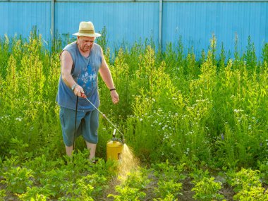 Şapkalı yaşlı bir adam patatesin üstüne böcek ilacı sıkar.. 