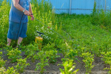 Şapkalı yaşlı bir adam patatesin üstüne böcek ilacı sıkar.. 