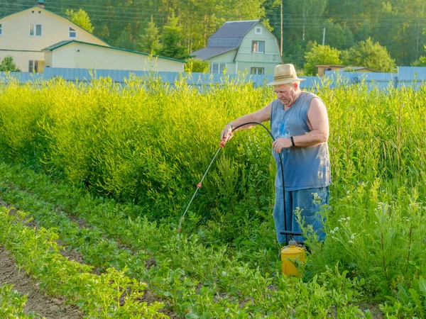 Seorang pria tua dengan topi menyemprotkan insektisida di atas kentang. — Stok Foto