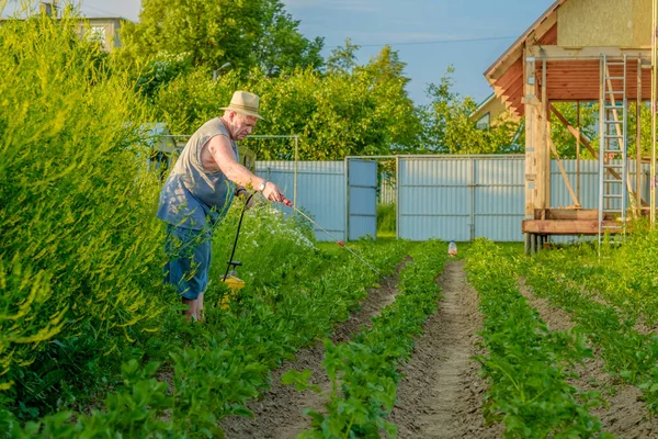 Um homem idoso de chapéu pulveriza um inseticida nos topos das batatas . — Fotografia de Stock