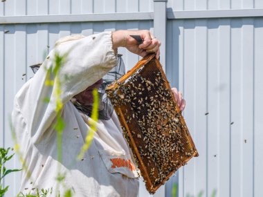 Koruyucu giysili bir arı yetiştiricisi bal peteği ile bir çerçeve tutar, arıları inceler. Bal koleksiyonu için hazırlanıyorum. Rusça 'da 