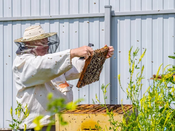 保護服の養蜂家は ミツバチとのフレームを保持し 養蜂家のミツバチを検査します 蜂蜜のコレクションの準備 ロシア語の碑文 良い蜂蜜のコレクション — ストック写真