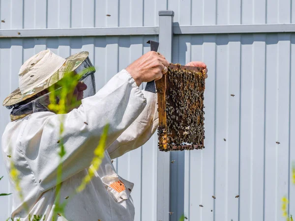 Včelař Ochranných Oděvech Drží Rám Medovými Plásty Prohlíží Včely Včelíně — Stock fotografie