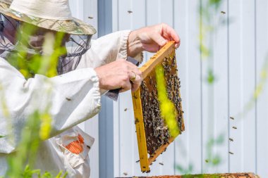 Koruyucu giysili bir arı yetiştiricisi bal peteği ile bir çerçeve tutar, arıları inceler. Bal koleksiyonu için hazırlanıyorum. Rusça 'da 