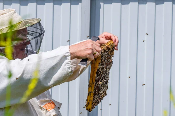 Včelař Ochranných Oděvech Drží Rám Medovými Plásty Prohlíží Včely Včelíně — Stock fotografie