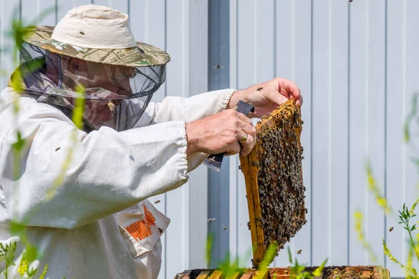 Beekeeper Protective Clothing Holds Frame Honeycombs Inspects Bees Apiary Preparing — Stock Photo, Image