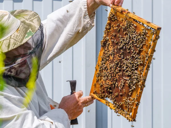 Včelař Ochranných Oděvech Drží Rám Medovými Plásty Zkoumá Včely Včelíně — Stock fotografie