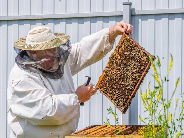A beekeeper in protective clothing holds a frame with honeycombs, examines bees in the apiary. Preparing for the harvest of honey.