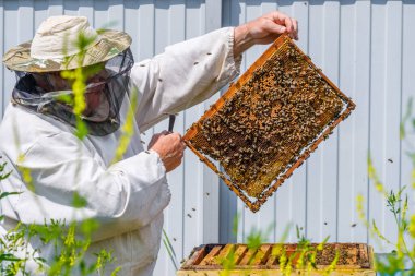 Koruyucu giysili bir arı yetiştiricisi bal peteği ile bir çerçeve tutar, arıları arılarda inceler. Bal hasadına hazırlanıyorum..