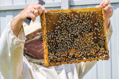Koruyucu giysili bir arı yetiştiricisi bal peteği ile bir çerçeve tutar, arıları arılarda inceler. Bal hasadına hazırlanıyorum..